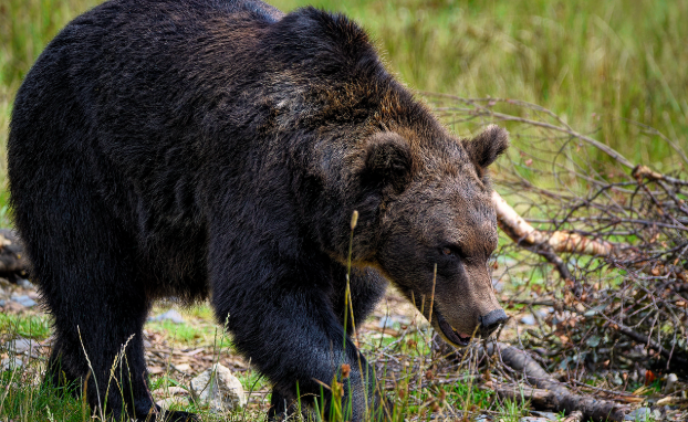 Hunt Deer and Bear During PA's Muzzleloader Season!