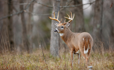 Get Your Kids Started Hunting in Pennsylvania (2025)